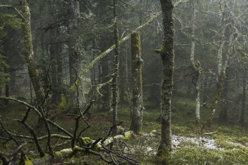 Frédéric-Demeuse-photography-primeval-forest-wald-3